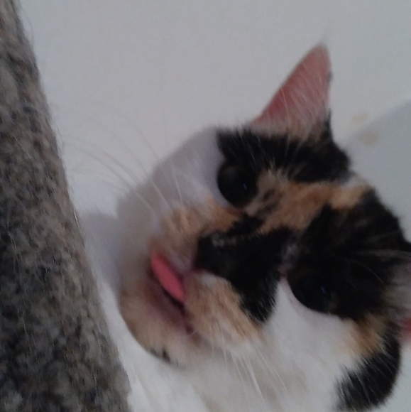 Meet your Posher, Annie - Picture 2 of 4